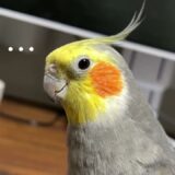 ( ＾ω＾ 三 ＾ω＾ ) 【オカメインコ】