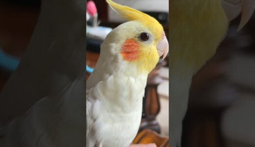 Adorable Cockatiel Jerry’s Cute Moments Caught up on Camera 🥰📷🦜 #cockatielscraze #cutealert