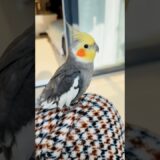 Larry’s Love: My Cockatiel’s Adorable Journey to Me 🦜🥰 #cockatielscraze