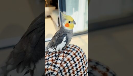 Larry’s Love: My Cockatiel’s Adorable Journey to Me 🦜🥰 #cockatielscraze