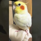 Cuteness Overload😍 #Cutepets #cockatiel #cockatielscraze