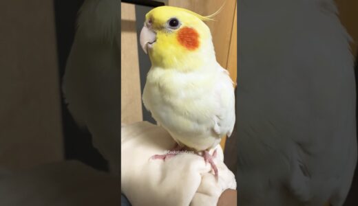 Cuteness Overload😍 #Cutepets #cockatiel #cockatielscraze