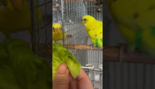 まるで運動会⁈ #インコ #セキセイインコ #オカメインコ #インコのいる生活 #インコ好き #ペットインコ #鳥 #ペット #インコ動画 #可愛い #癒し #birdlovers #Parrot