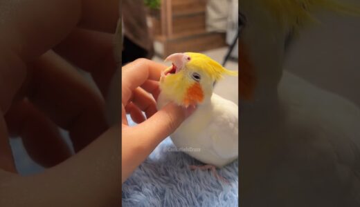 Adorable Cockatiel Jerry’s Cute Cuddly Moments 🥰🦜 #cockatielscraze #birdscharm