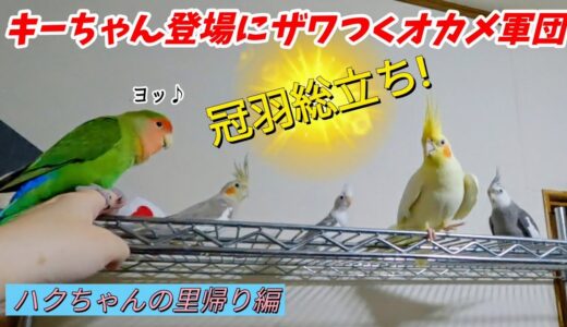 オカメインコ､ハクちゃん丨ドタバタの里帰り！