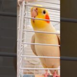 Adorable Cockatiel Pete’s Cute Singing  🎶🦜 #cockatielscraze #birdscharm #birdsinging