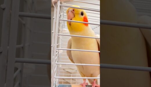 Adorable Cockatiel Pete’s Cute Singing  🎶🦜 #cockatielscraze #birdscharm #birdsinging