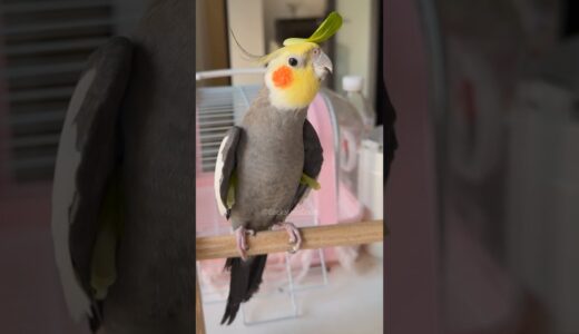 Adorable Cockatiel Larry’s Cute Singing Adventure 🎶🦜🍀 #cockatielscraze #birdsinging #cutepets