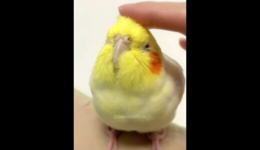 Check out this lovely Cockatiel! Isn’t it just the cutest? 🥰🦜 #cockatielscraze #birdscharm #cutepets