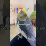 Zoro Never Miss a Chance To Show Skills💫 #birds #cockatiel #parrot #bird #cockatiels #cutebirds