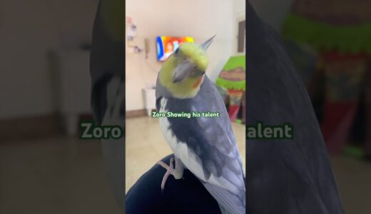 Zoro Never Miss a Chance To Show Skills💫 #birds #cockatiel #parrot #bird #cockatiels #cutebirds