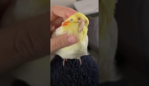 Cuteness Overload 🥰🦜 #Cutepets #cockatielscraze