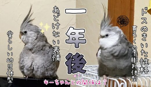 逞しく育ったオカメインコ､ハクちゃんの暮らしぶり