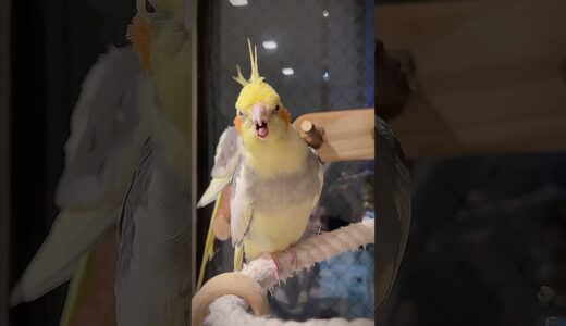 🥹Olha que fofura essa calopsita! #shorts #birds #parrot #cockatiel #pets #birdslover #cute