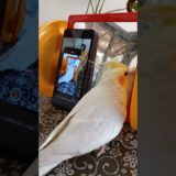 Adorable Cockatiel Milo’s Cute Singing Moments 🎶🪞🦜 #cockatielscraze #birdsinging #cutepets