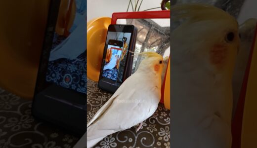 Adorable Cockatiel Milo’s Cute Singing Moments 🎶🪞🦜 #cockatielscraze #birdsinging #cutepets