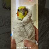 Adorable Cockatiel Bath Time | Cockatiels Craze