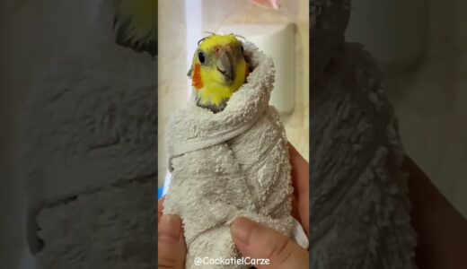 Adorable Cockatiel Bath Time | Cockatiels Craze