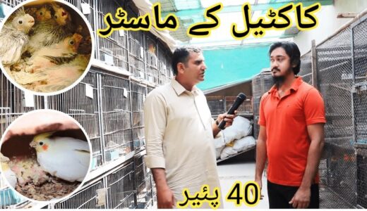 Cockatiel Breeding 40 Pairs Of Faizan Bhai Cream Grey Pearl Charcoal All Type Cockatiel in Urdu