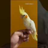 Cockatiel Hand Tamed #cockatiel #handtameparrot #shorts