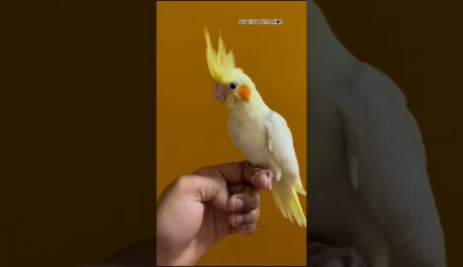 Cockatiel Hand Tamed #cockatiel #handtameparrot #shorts