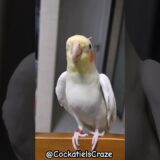 Cute Cockatiel Singing and Dancing: Unleashing Cockatiels’ Craze!