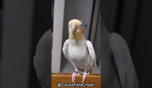 Cute Cockatiel Singing and Dancing: Unleashing Cockatiels’ Craze!