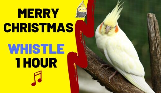 MERRY CHRISTMAS WHISTLE 1 HOUR – Cockatiel Singing Training – Bird Whistle – Parrot Practice