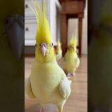 😁Olha que fofuras essas psitas exploradoras! #shorts #birds #parrot #calopsita #cockatiel #bird