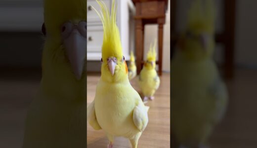 😁Olha que fofuras essas psitas exploradoras! #shorts #birds #parrot #calopsita #cockatiel #bird