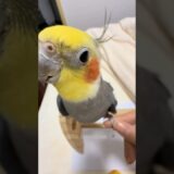 Adorable Cockatiel Larry’s Cute Singing Moments 🎶🦜🥰 #cockatielscraze #birdsinging #cutepets