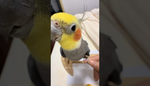 Adorable Cockatiel Larry’s Cute Singing Moments 🎶🦜🥰 #cockatielscraze #birdsinging #cutepets