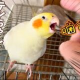 鳥に異常に好かれるお兄ちゃんを以ってしてもデレないうちのオカメインコ達