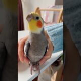 Adorable Cockatiel Larry’s Cute Singing Moments 🥰🎶🦜 #cockatielscraze