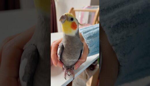 Adorable Cockatiel Larry’s Cute Singing Moments 🥰🎶🦜 #cockatielscraze