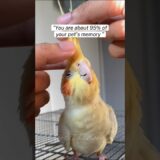 #cockatiel #birds #parrot #birdslover #parrotlover #parrots #shortvideo #shortsfeed #shorts #short