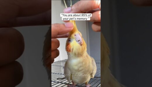 #cockatiel #birds #parrot #birdslover #parrotlover #parrots #shortvideo #shortsfeed #shorts #short