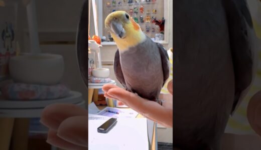 Adorable Cockatiel Jojo’s Cute Singing and Kisses 🥰🎶🦜 #cockatielscraze #birdscharm #birdsinging