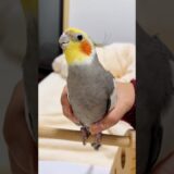 Adorable Cockatiel Larry’s Cute Singing Moments 🥰🎶🦜 #cockatielscraze #birdsinging #cutepets