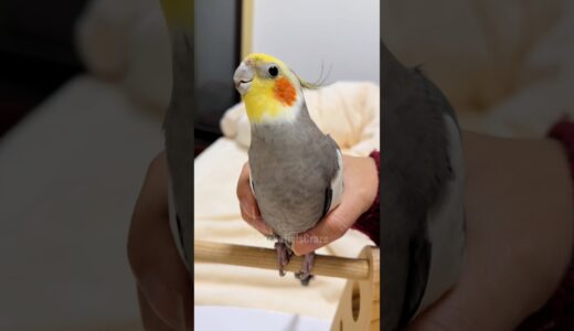 Adorable Cockatiel Larry’s Cute Singing Moments 🥰🎶🦜 #cockatielscraze #birdsinging #cutepets