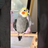 Adorable Cockatiel Larry’s Cute Singing Moments 🥰🎶🦜 #cockatielscraze #birdsinging #cutepets