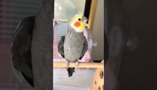 Adorable Cockatiel Larry’s Cute Singing Moments 🥰🎶🦜 #cockatielscraze #birdsinging #cutepets