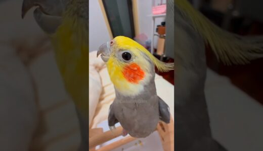 Adorable Cockatiel Larry’s Cute Singing Moments 🥰🎶🦜 #cockatielscraze #birdsinging #cutepets