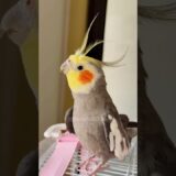 Adorable Cockatiel Larry’s Cute Singing Adventure 😉🥰 🦜 #cockatielscraze