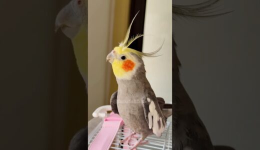 Adorable Cockatiel Larry’s Cute Singing Adventure 😉🥰 🦜 #cockatielscraze