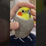 Adorable Cockatiel Jojo’s Cute Moments Caught up on Camera 🥰🦜 #cockatielscraze #birdscharm