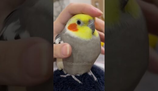 Adorable Cockatiel Jojo’s Cute Moments Caught up on Camera 🥰🦜 #cockatielscraze #birdscharm