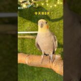 今天波罗8岁生日，它有几句鹦语想对大家说！#cockatiel #玄凤鹦鹉