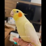 This singer is super cute, right? 🥰🦜 #cockatielscraze #cockatiel #birdsinging