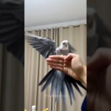 Adorable Cockatiel Skyler’s Perfect Landing 🦜🥰 #cockatielscraze #birdscharm